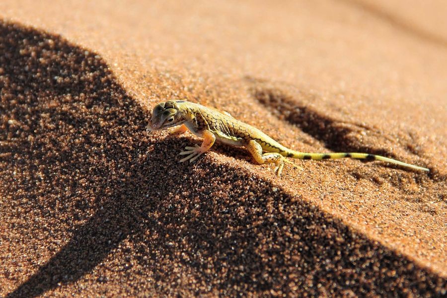 palmitos animales desierto