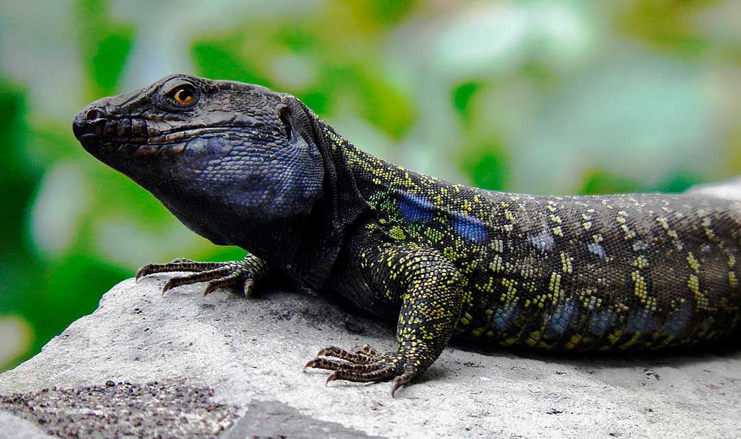lagarto-canario-o-lagarto-canarion.jpg