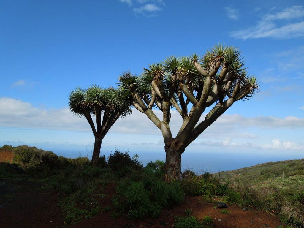 EL Drago es un árbol típico de Gran Canaria