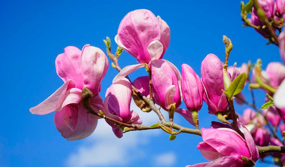 Magnolias, plantas de reproducción sexual