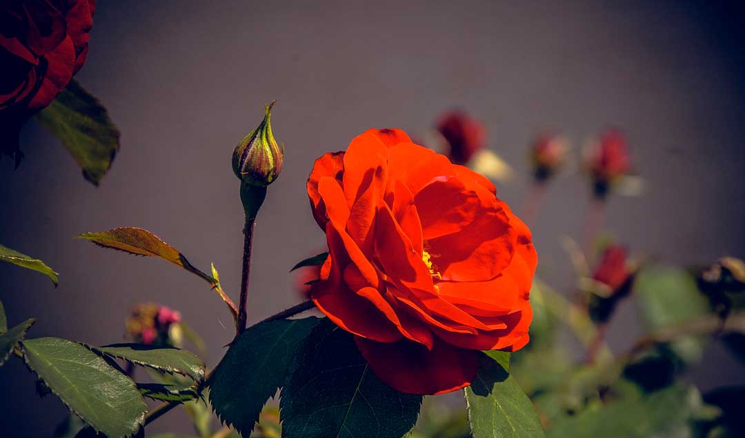 Las rosas son plantas muy comunes que se reproducen sexualmente.