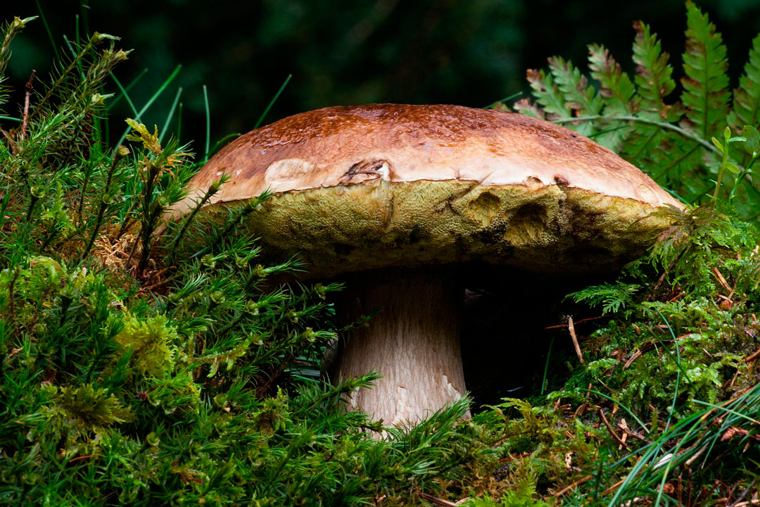 boletus común o edulis, muy común en canarias