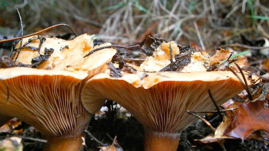 El níscalo es un hongo que crece en canarias y es comestible